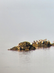 Charadriiformes