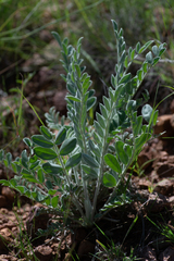 Astragalus mollissimus