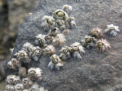 Austrominius modestus