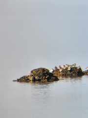 Charadriiformes