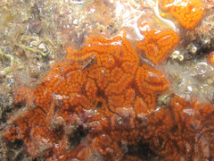 Botrylloides leachii