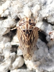 Anaceratagallia