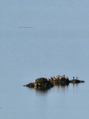 Charadriiformes