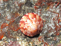 Calliostoma zizyphinum