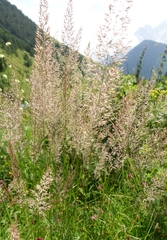 Calamagrostis