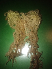 Sphagnum squarrosum