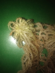 Sphagnum squarrosum