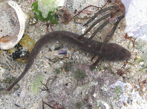Fivebeard rockling (Ciliata mustela) — Lotidae — 4