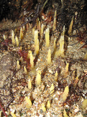 Ciocalypta penicillus