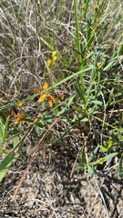 Galphimia angustifolia