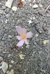 Colchicum umbrosum