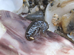 Echinogammarus marinus