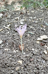 Colchicum umbrosum