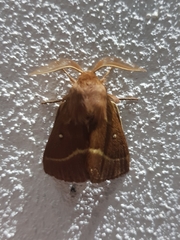 Lasiocampa trifolii