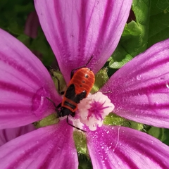 Pyrrhocoris apterus
