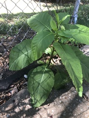 Phytolacca americana
