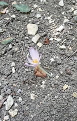 Colchicum umbrosum