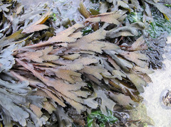 Fucus serratus