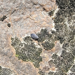 Belostoma flumineum