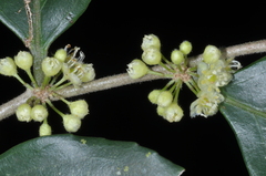 Casearia sylvestris