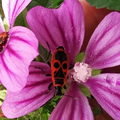 Pyrrhocoris apterus