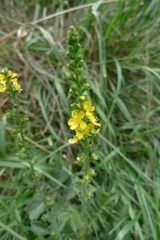Agrimonia eupatoria