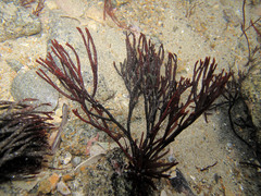 Furcellaria lumbricalis