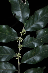 Casearia sylvestris