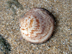 Glycymeris glycymeris