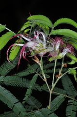 Calliandra foliosa