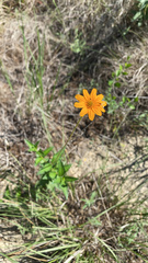 Wedelia hispida