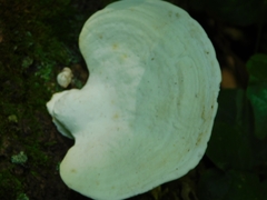Trametes elegans