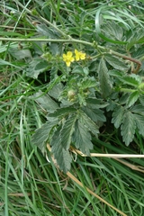 Agrimonia eupatoria