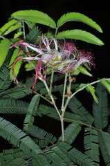 Calliandra foliosa