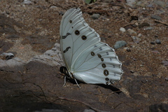 Morpho polyphemus polyphemus
