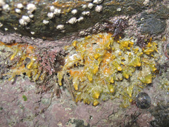 Hymeniacidon perlevis