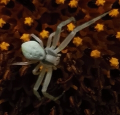 Misumena vatia