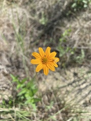 Wedelia hispida