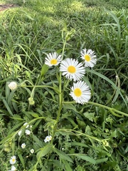 Boltonia asteroides