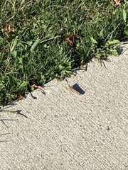 Dissosteira carolina