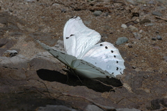 Morpho polyphemus polyphemus