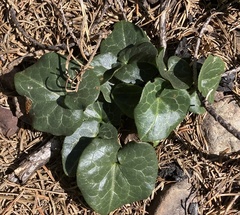 Asarum hartwegii