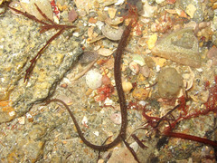 Nerophis lumbriciformis