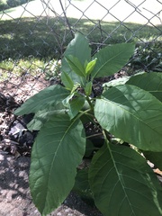 Phytolacca americana