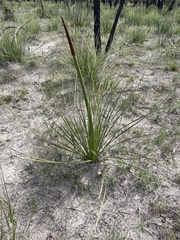 Xanthorrhoea caespitosa