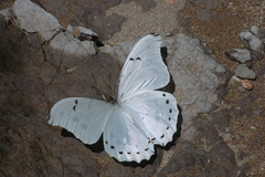 Morpho polyphemus polyphemus