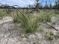 Xanthorrhoea caespitosa