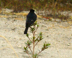 Knipolegus nigerrimus