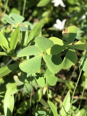Marsilea