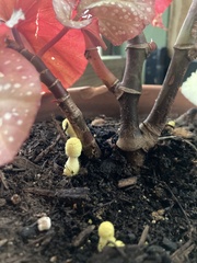 Leucocoprinus birnbaumii